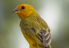 aves de rifaina