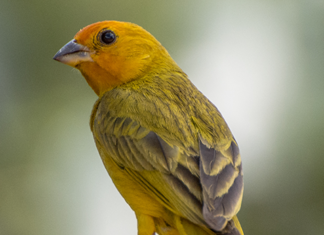 aves de rifaina