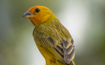 aves de rifaina