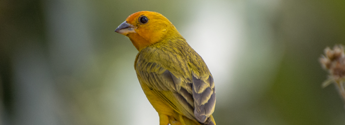aves de rifaina