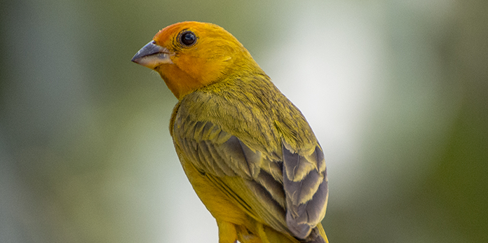 aves de rifaina