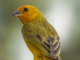 Projeto Aves de Rifaina é lançado oficialmente aves de rifaina