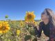 Campos de Girassóis Viram Atração Turística em Sacramento, MG